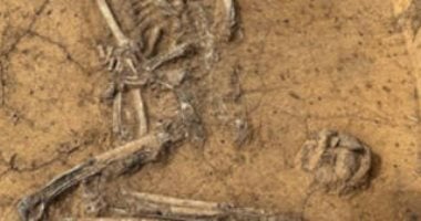 كتشاف أثري نادر: حقائب عمرها 4500 عام تزيّنها أنياب الكلاب