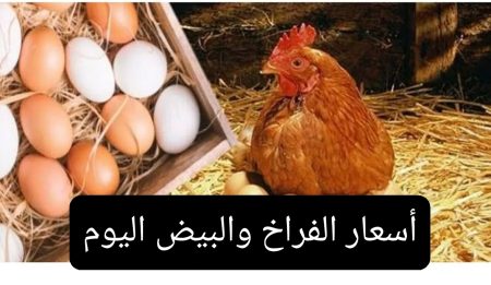 أسعار الفراخ والبيض اليوم السبت 25 أكتوبر 2025 في مصر.. استقرار ملحوظ