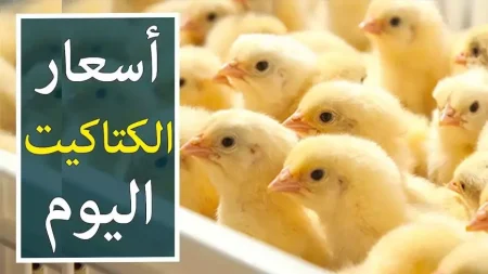 أسعار الكتاكيت اليوم في بورصة الدواجن 2025.. اشتري قبل رمضان