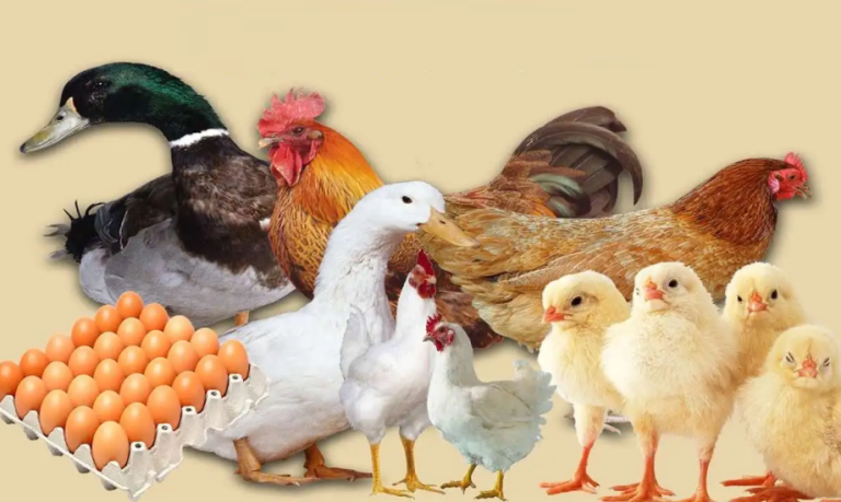 أسعار الكتاكيت اليوم الأربعاء 29 أكتوبر 2025 في المزارع والشركات الخاصة أسعار الكتاكيت اليوم