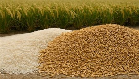 بكم الطن دلوقتي؟ سعر الأرز الشعير اليوم الأحد 30 نوفمبر 2025 في الأسواق المصرية