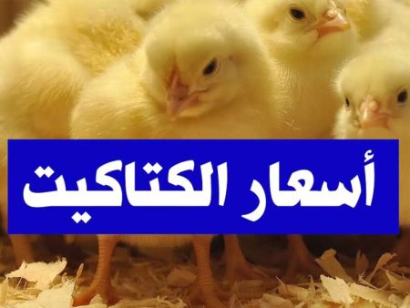 أسعار الكتاكيت والفراخ البيضاء اليوم الإثنين 24/11/2025.. تراجع جديد في السوق