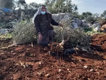 إبادة أشجار الزيتون