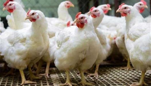 نار في بورصة الدواجن.. ارتفاع اسعار الفراخ البيضاء اليوم في مصر والكيلو يفاجئ المستهلكين