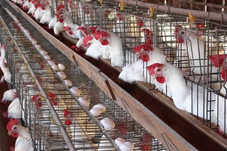 اسعار الدواجن