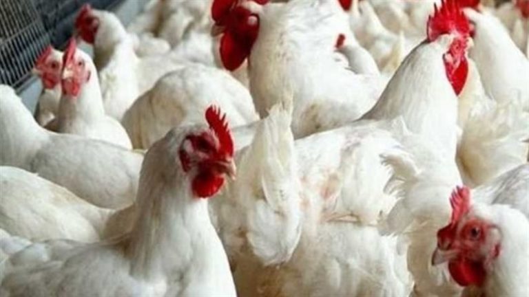 أسعار الدواجن