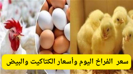 الحقي خزني قبل رمضان.. أسعار الفراخ والبيض اليوم في مصر 27 يناير 2026 تراجع مفاجئ يخفف العبء عن المواطنين أسعار الفراخ والبيض اليوم