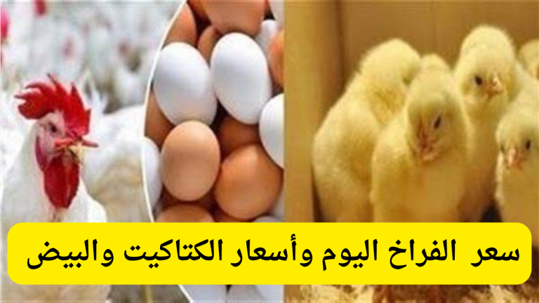 أسعار الفراخ والبيض اليوم