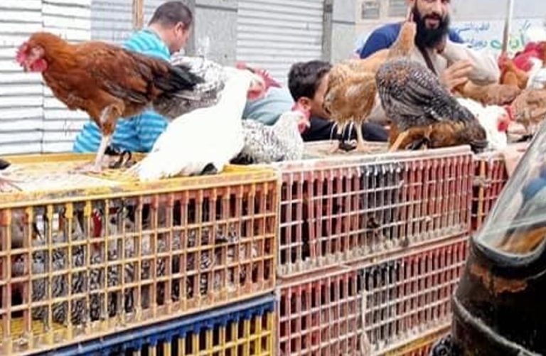 سعر الفراخ البيضاء اليوم