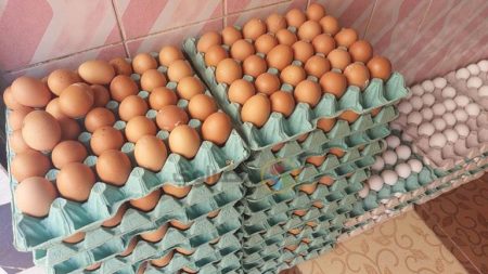 سعر طبق البيض