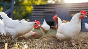 أسعار الدواجن اليوم