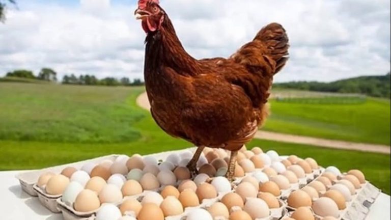 أسعار الفراخ والبيض اليوم