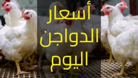 تحديثات جديدة في الأسواق.. أسعار الفراخ والبيض اليوم السبت 7 فبراير 2026 أسعار الفراخ والبيض اليوم