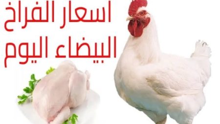 أسعار الفراخ البيضاء اليوم