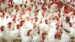 أسعار الدواجن اليوم