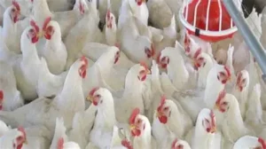 اسعار الدواجن اليوم في مصر