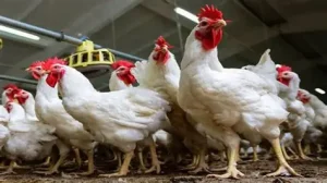 أسعار الدواجن اليوم 7 فبراير