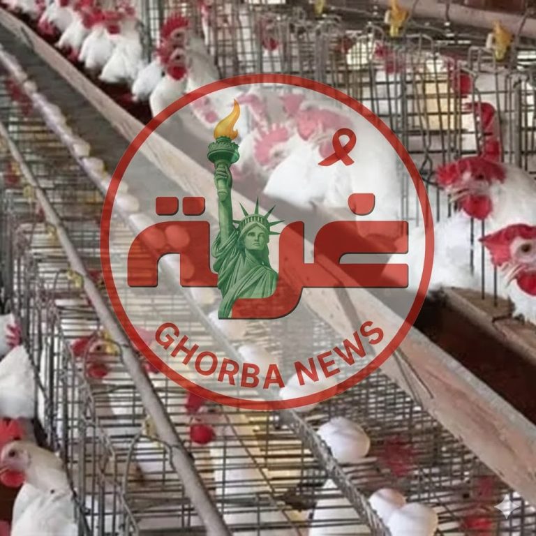 أسعار الدواجن اليوم