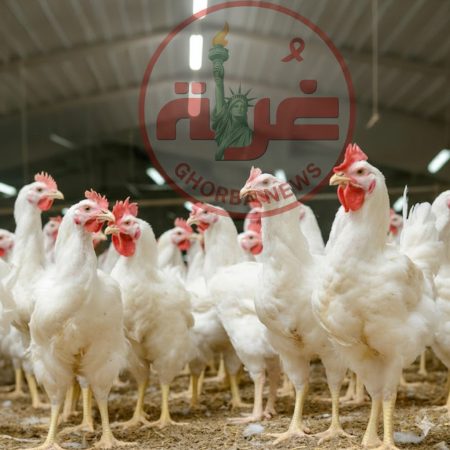 عاجل: أسعار الدواجن اليوم الإثنين 2 مارس 2026 في مصر.. انخفاض غير متوقع وتوقعات صادمة لرمضان! أسعار الفراخ اليوم