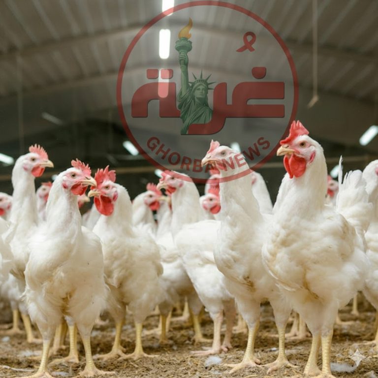 أسعار الفراخ اليوم