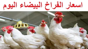 أسعار الفراخ البيضاء