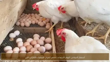سعر الفراخ البيضاء اليوم للمستهلك الثلاثاء 28 أبريل 2026.. مفاجأة في بورصة الدواجن الآن سعر الدواجن اليوم