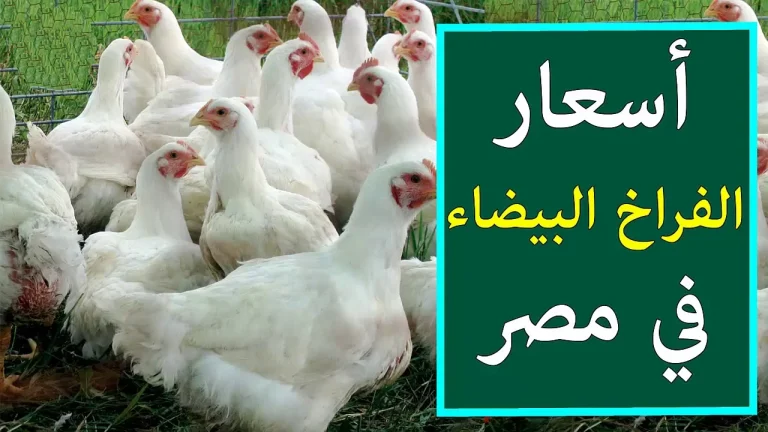 سعر كيلو الفراخ اليوم