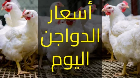 قبل الزحمة ما تولع.. أسعار الفراخ والبيض تفاجئ المصريين قبل رمضان 2026 وقفزة جديدة تضرب السوق أسعار الفراخ والبيض