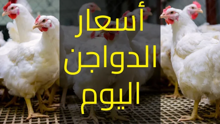 قبل الزحمة ما تولع.. أسعار الفراخ والبيض تفاجئ المصريين قبل رمضان 2026 وقفزة جديدة تضرب السوق أسعار الفراخ والبيض
