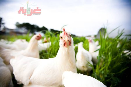 اسعارر الدواجن اليوم