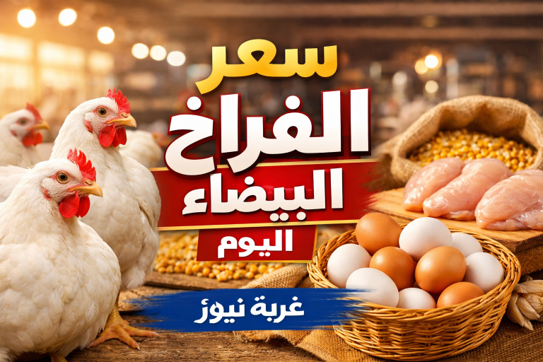 اسعار الفراخ اليوم