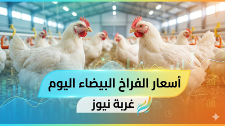 تراجع جديد.. أسعار الفراخ البيضاء اليوم السبت 23 مايو 2026 وكرتونة البيض بكام؟