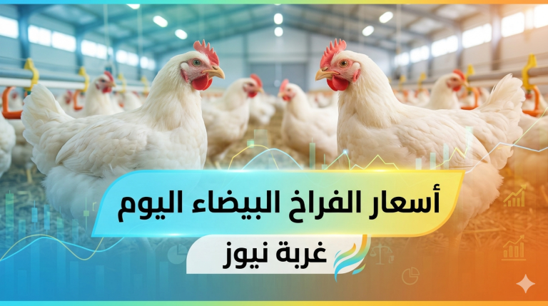 تراجع جديد.. أسعار الفراخ البيضاء اليوم السبت 23 مايو 2026 وكرتونة البيض بكام؟