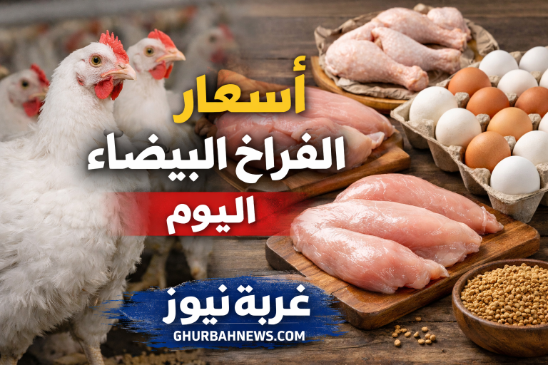 يلا اشتري بسرعة.. انهيار مفاجئ في أسعار الفراخ البيضاء اليوم الأربعاء 13 مايو 2026 بالمزارع والأسواق