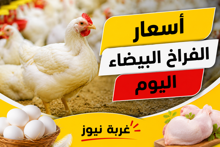 تحديث عاجل.. أسعار الفراخ البيضاء اليوم الجمعة 29 مايو 2026 وكرتونة البيض بعد هدوء البورصة