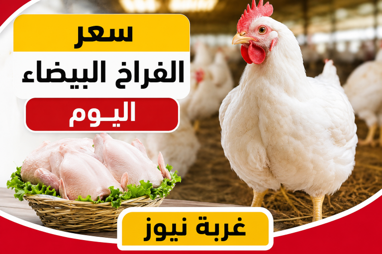 قفزة جديدة في سعر الفراخ البيضاء اليوم الثلاثاء 26 مايو 2026 والبيض يحافظ على استقراره