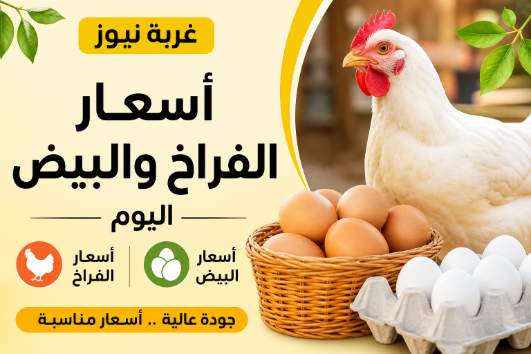 أسعار الفراخ والبيض اليوم الأحد 24 مايو 2026 تفاجئ الأسواق وتحركات غير متوقعة
