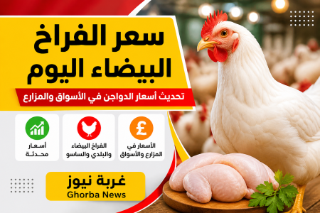 الكيلو وصل كام في بورصة الدواجن.. سعر الفراخ البيضاء اليوم الجمعة 15 مايو 2026 بعد موجة الارتفاع الجنونية