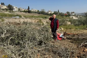 استهداف الأشجار الفلسطينية يكشف مخططا خطيرا للأراضي