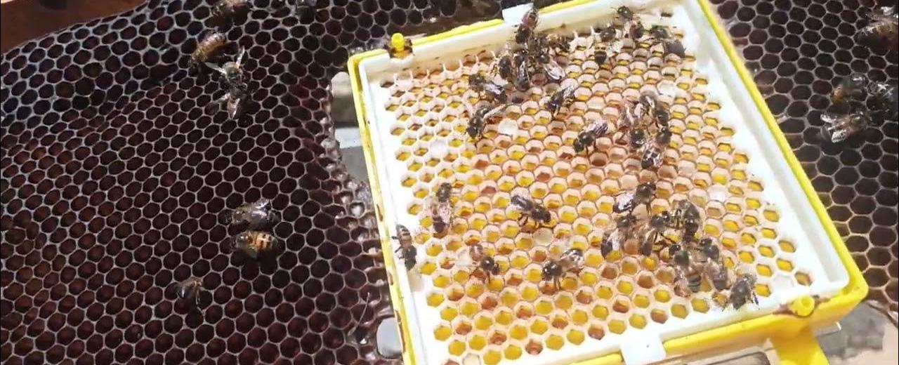 نحل سايبورج.. الصين تطلق جواسيس بحجم ذرة ملح