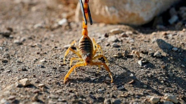 رعب في أسوان.. العقارب السامة تقتل وتصيب مئات المصريين
