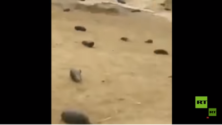 بسبب أمطار الباذنجان.. اعتقال 5 أشخاص في إيران