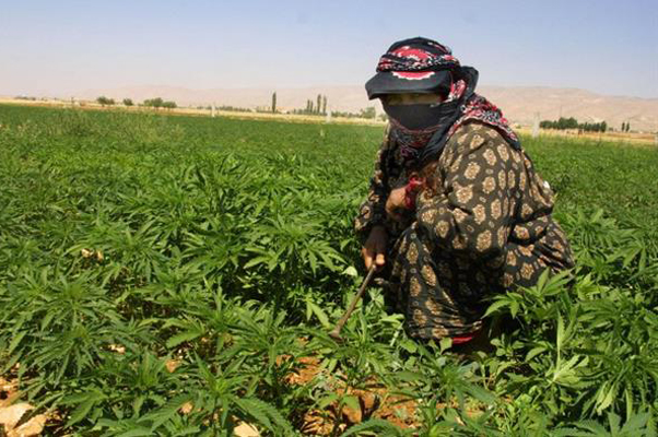 بسبب الفقر.. مزارعي لبنان يزرعون الحشيش