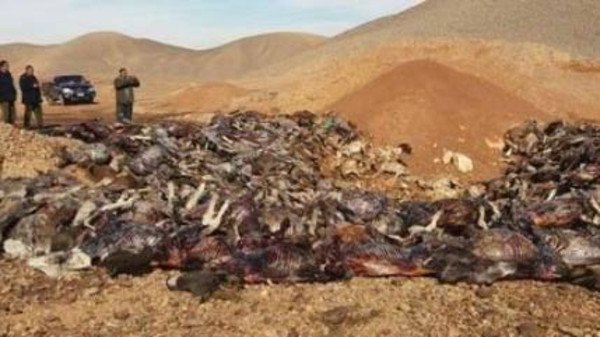 بالصور.. سر العثور على 250 حماراً ميتاً في سوهاج بمصر