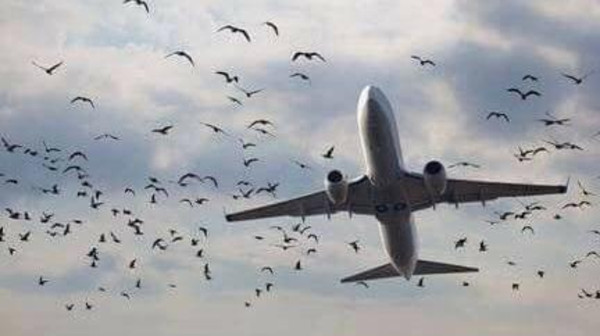 طيور تهدد طائرات لبنان.. وخوف من كارثة قادمة!