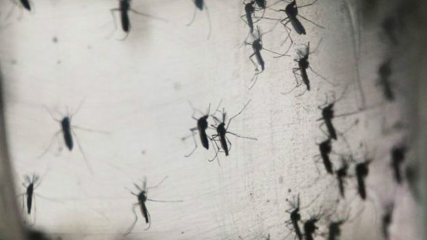 “زيكا”يتفشي فى بورتوريكو الأمريكية
